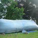The Whale